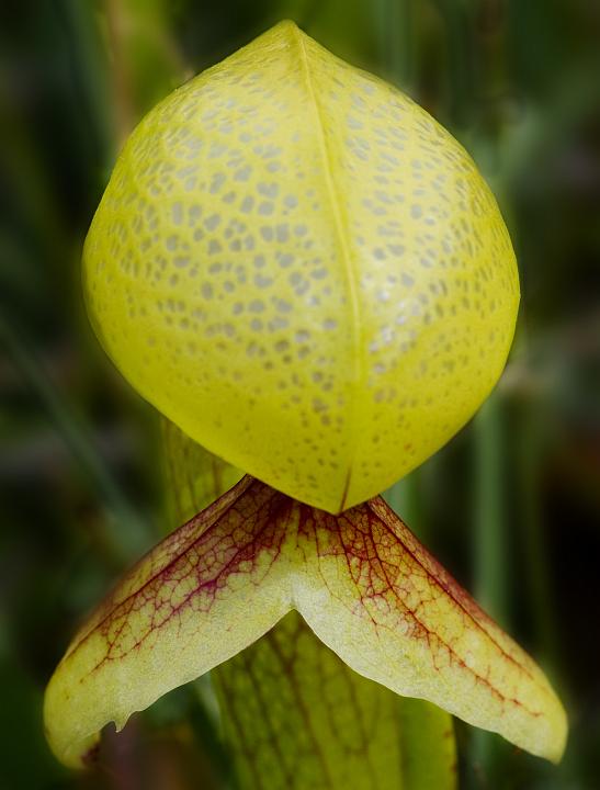 California Pitcher Plant, Darlingtonia californica.jpg